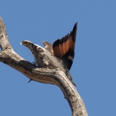 Daphoenositta chrysoptera at Bellmount Forest, NSW - 3 Oct 2020