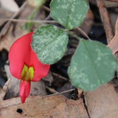 Kennedia prostrata (Running Postman) at Moruya, NSW - 2 Oct 2020 by LisaH