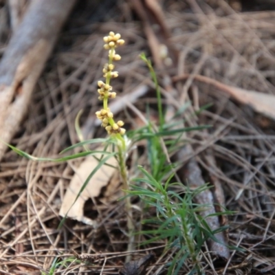 Lomandra obliqua (Twisted Matrush) at Moruya, NSW - 3 Oct 2020 by LisaH