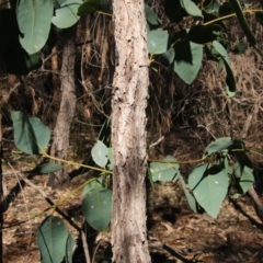 Eucalyptus fibrosa (Grey Ironbark) at Moruya, NSW - 3 Oct 2020 by LisaH
