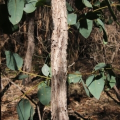 Unidentified Gum Tree at Moruya, NSW - 2 Oct 2020 by LisaH