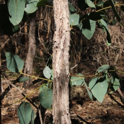 Unidentified Gum Tree at Moruya, NSW - 2 Oct 2020 by LisaH