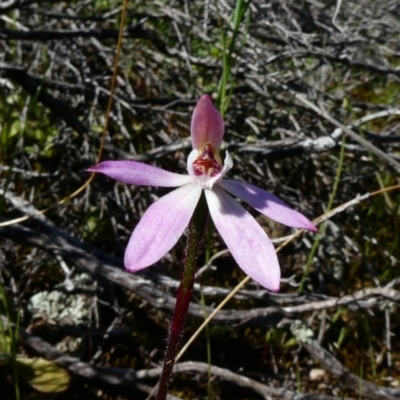 Caladenia fuscata (Dusky Fingers) at Theodore, ACT - 3 Oct 2020 by Owen