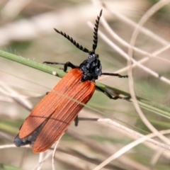 Porrostoma rhipidium (Long-nosed Lycid (Net-winged) beetle) at Lower Molonglo - 29 Sep 2020 by SWishart