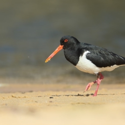 Haematopus longirostris (Australian Pied Oystercatcher) at Bournda National Park - 2 Oct 2020 by Leo