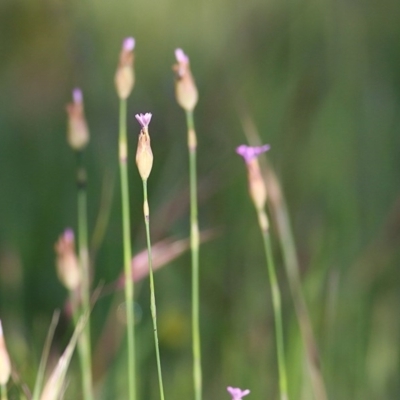 Petrorhagia sp. at WREN Reserves - 3 Oct 2020 by KylieWaldon