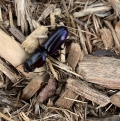 Carenum tinctilatum (Digger carab beetle) at Murrumbateman, NSW - 12 Sep 2020 by SimoneC