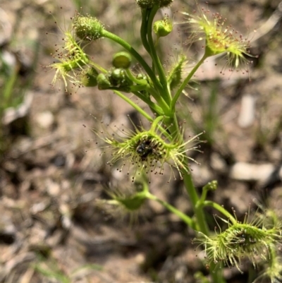 Drosera gunniana (Pale Sundew) at Murrumbateman, NSW - 3 Oct 2020 by SimoneC