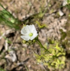 Drosera gunniana at Murrumbateman, NSW - 3 Oct 2020