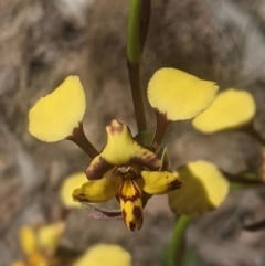 Diuris pardina (Leopard Doubletail) - 1 Jan 1900 by MPennay