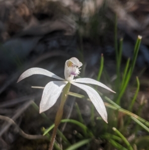 Caladenia ustulata at Lake George, NSW - 3 Oct 2020