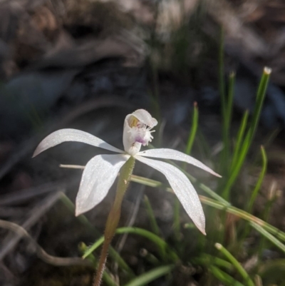 Caladenia ustulata (Brown Caps) at Lake George, NSW - 3 Oct 2020 by MPennay