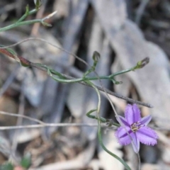 Thysanotus patersonii (Twining Fringe Lily) at O'Connor, ACT - 2 Oct 2020 by ConBoekel