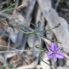 Thysanotus patersonii (Twining Fringe Lily) at O'Connor, ACT - 2 Oct 2020 by ConBoekel