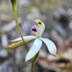 Caladenia ustulata (Brown Caps) at Acton, ACT - 3 Oct 2020 by shoko