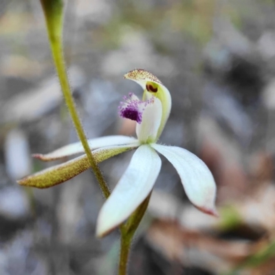 Caladenia ustulata (Brown Caps) at Acton, ACT - 3 Oct 2020 by shoko