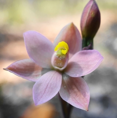 Thelymitra carnea (Tiny Sun Orchid) at Downer, ACT - 3 Oct 2020 by shoko