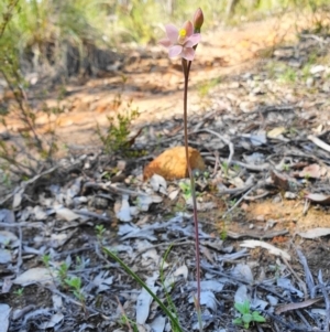 Thelymitra carnea at Downer, ACT - suppressed