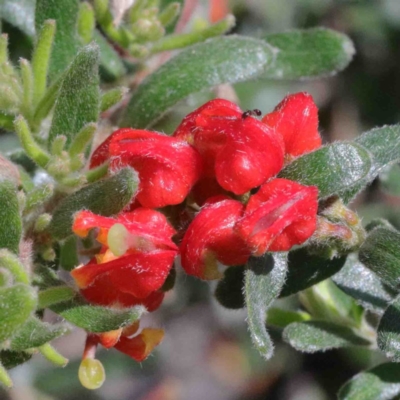 Grevillea alpina (Mountain Grevillea / Cat's Claws Grevillea) at O'Connor, ACT - 2 Oct 2020 by ConBoekel