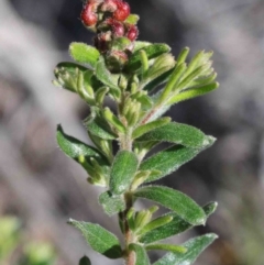 Grevillea alpina at O'Connor, ACT - 2 Oct 2020