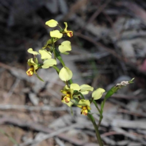 Diuris nigromontana at O'Connor, ACT - 2 Oct 2020