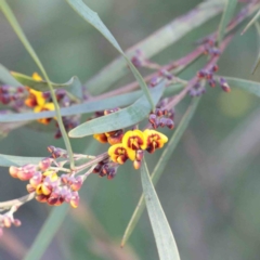 Daviesia mimosoides subsp. mimosoides at O'Connor, ACT - 2 Oct 2020 by ConBoekel