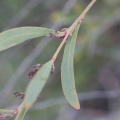 Daviesia mimosoides subsp. mimosoides at O'Connor, ACT - 2 Oct 2020