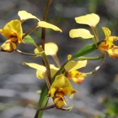 Diuris nigromontana (Black Mountain Leopard Orchid) at Dryandra St Woodland - 2 Oct 2020 by ConBoekel