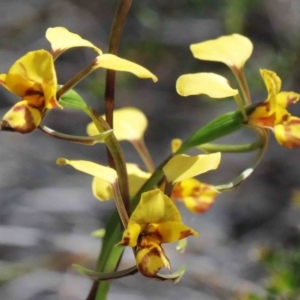 Diuris nigromontana at O'Connor, ACT - suppressed