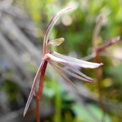 Cyrtostylis reniformis (Common Gnat Orchid) by shoko