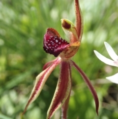 Caladenia actensis (Canberra Spider Orchid) by CathB