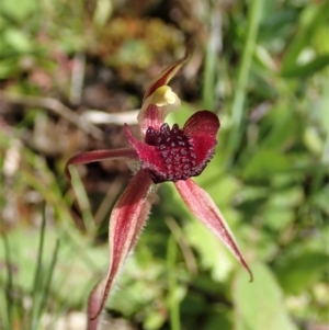 Caladenia actensis at suppressed - suppressed