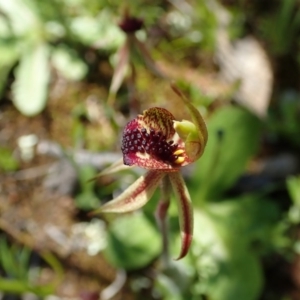 Caladenia actensis at suppressed - suppressed