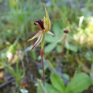 Caladenia actensis at suppressed - suppressed