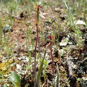 Caladenia actensis at suppressed - suppressed