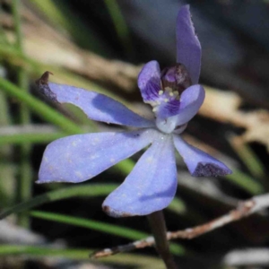 Cyanicula caerulea at O'Connor, ACT - suppressed