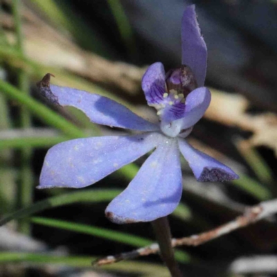 Cyanicula caerulea (Blue Fingers, Blue Fairies) at Dryandra St Woodland - 2 Oct 2020 by ConBoekel