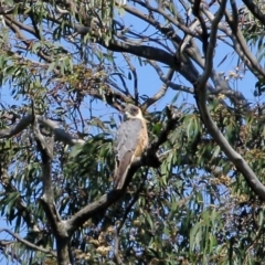 Falco longipennis (Australian Hobby) at Exeter, NSW - 1 Oct 2020 by Snowflake