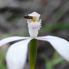 Caladenia ustulata (Brown Caps) at Downer, ACT - 3 Oct 2020 by shoko