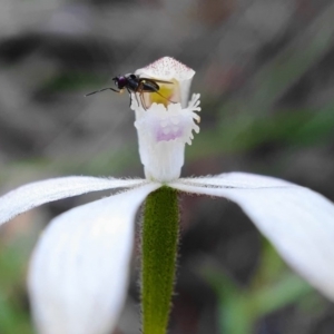 Caladenia ustulata at Downer, ACT - 3 Oct 2020