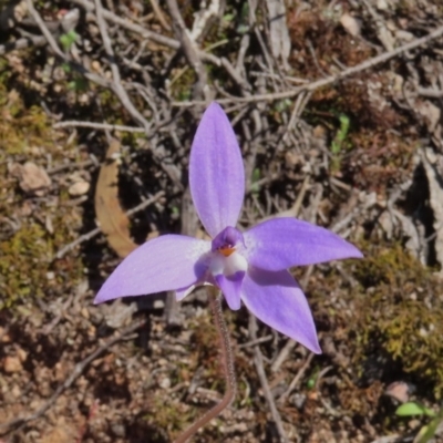Glossodia major (Wax Lip Orchid) at Theodore, ACT - 3 Oct 2020 by Owen