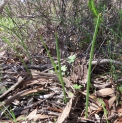 Microtis sp. (Onion Orchid) at Theodore, ACT - 3 Oct 2020 by owenh