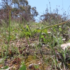 Microtis sp. (Onion Orchid) at Tuggeranong Hill - 3 Oct 2020 by Owen