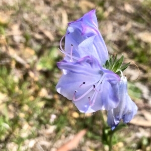 Echium plantagineum at Bruce, ACT - 2 Oct 2020