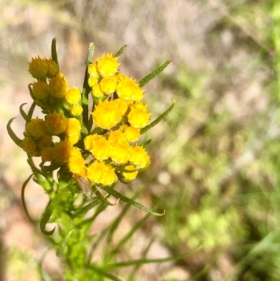 Chrysocephalum semipapposum (Clustered Everlasting) at Bruce, ACT - 2 Oct 2020 by goyenjudy