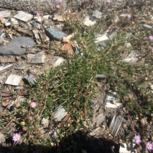 Spergularia rubra at Cotter River, ACT - suppressed