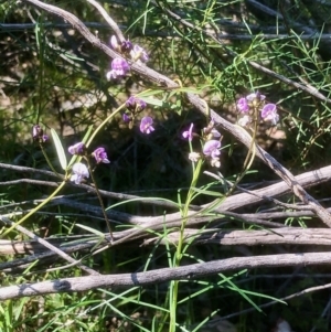 Glycine clandestina at Bruce, ACT - 2 Oct 2020 03:02 PM