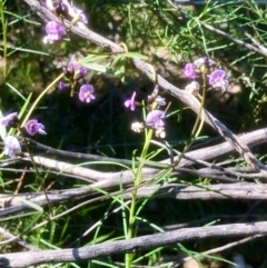 Glycine clandestina at Bruce, ACT - 2 Oct 2020 03:02 PM