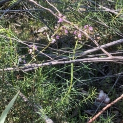 Glycine clandestina at Bruce, ACT - 2 Oct 2020 03:02 PM