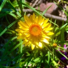 Xerochrysum viscosum (Sticky Everlasting) at Bruce, ACT - 1 Oct 2020 by goyenjudy